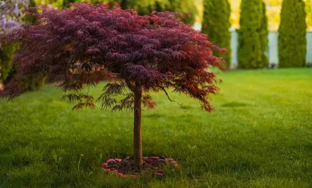 A young grafted Japanese Maple 'Inaba-shidare' with a cascading canopy of finely dissected red-purple foliage, planted on a lawn against a backdrop of conifers.