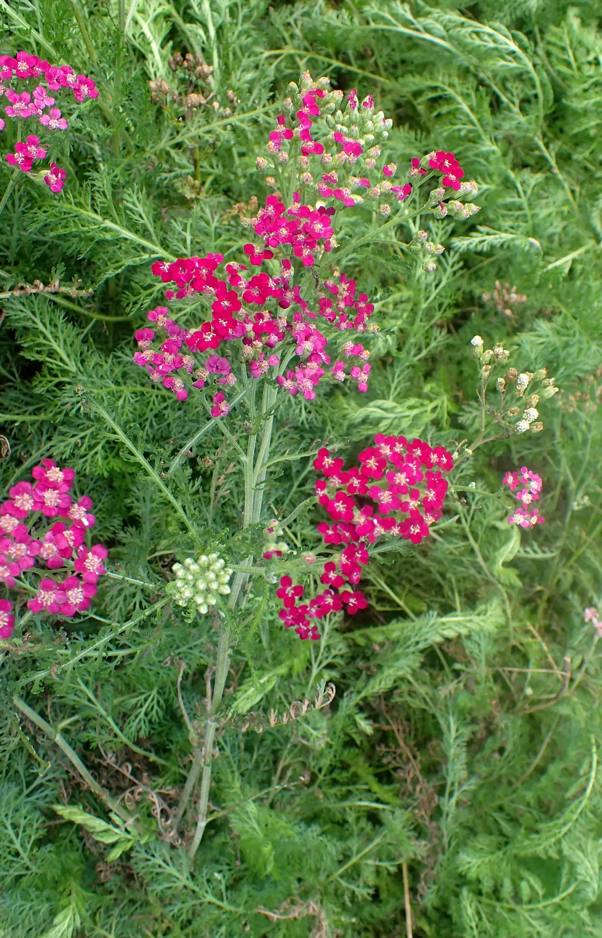 Flat-topped clusters of small crimson-magenta yarrow flowers above ferny green foliage — a representative red Achillea millefolium.