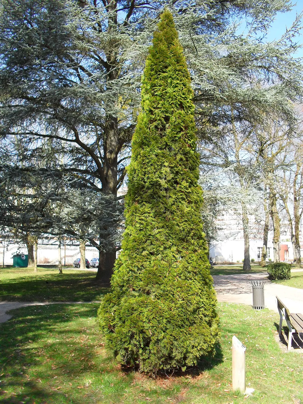 A tall, dense, conical emerald arborvitae growing in a park.