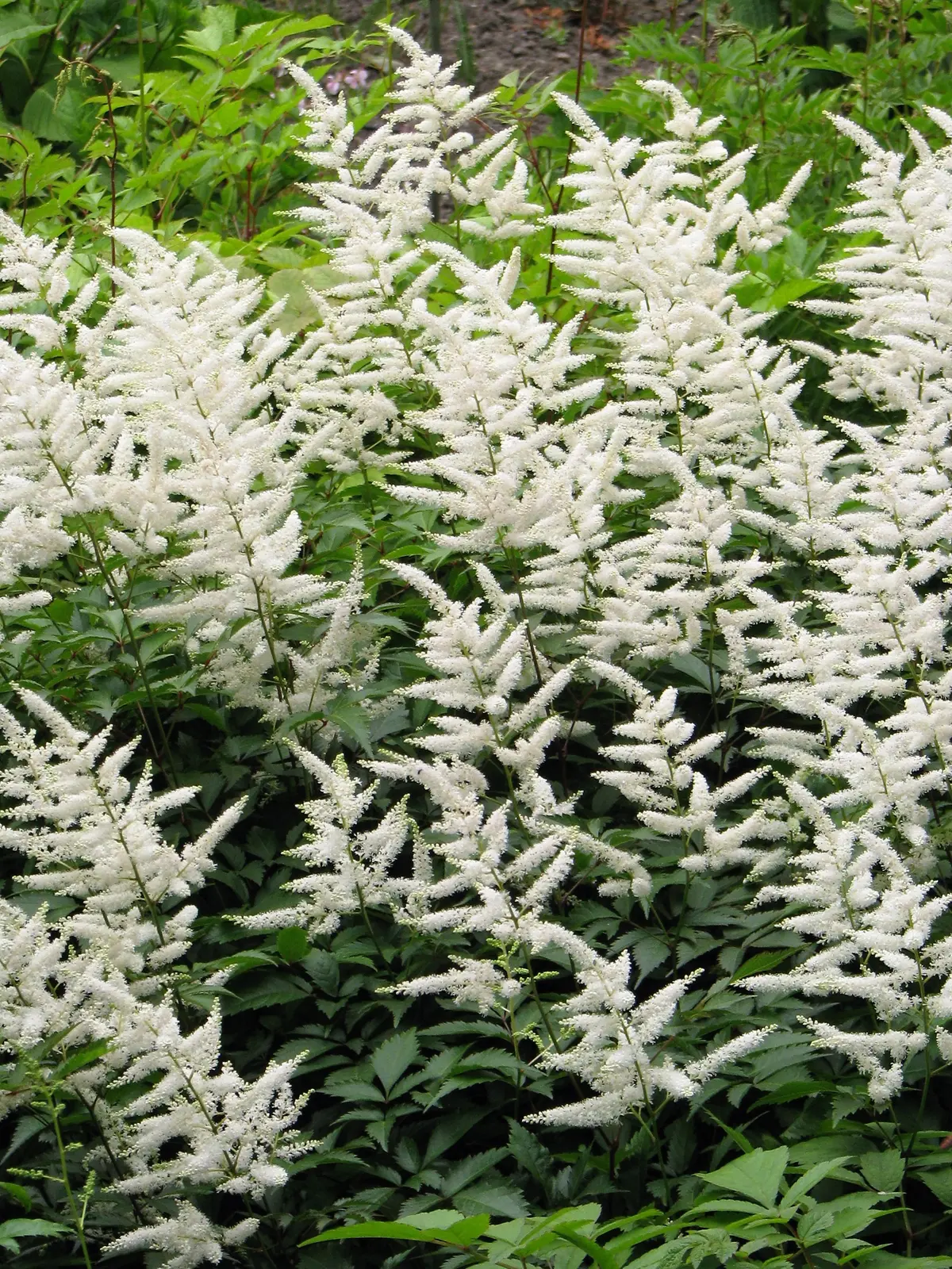Tall, fluffy white pyramidal astilbe plumes rising above a mound of ferny green foliage.