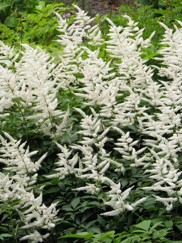 Tall, fluffy white pyramidal astilbe plumes rising above a mound of ferny green foliage.