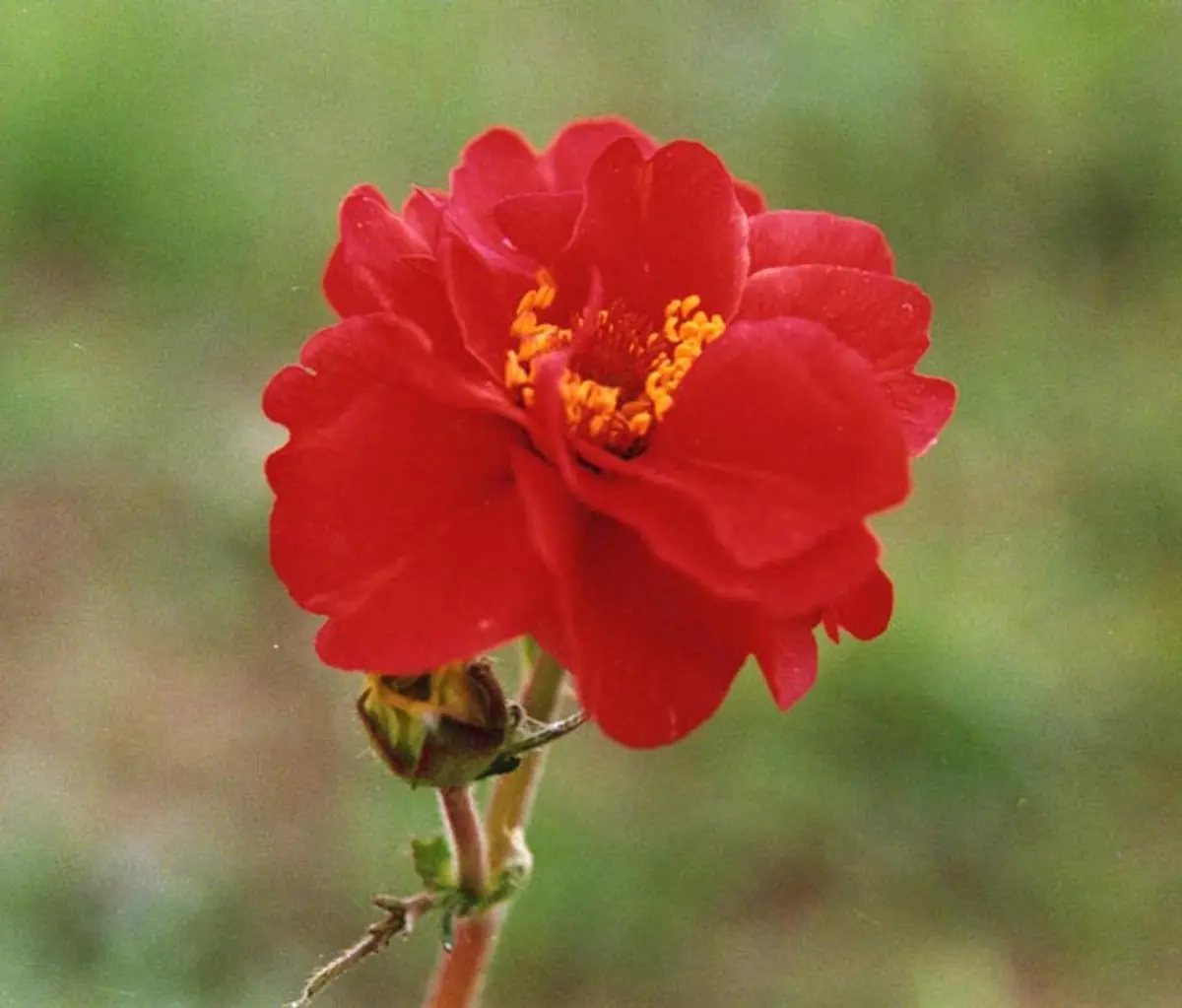 A bright double scarlet-red Avens bloom on a wiry stem with a yellow center, against a soft green background.