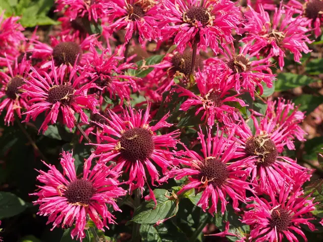 A rounded terminal cluster of rose-pink, tubular two-lipped bee balm flowers above green foliage.