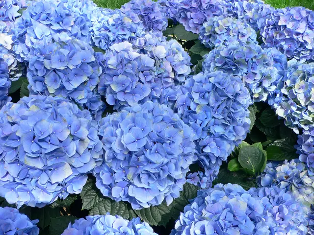 A mass of rounded blue mophead Bigleaf Hydrangea flower clusters above glossy dark green leaves, photographed at Longwood Gardens.