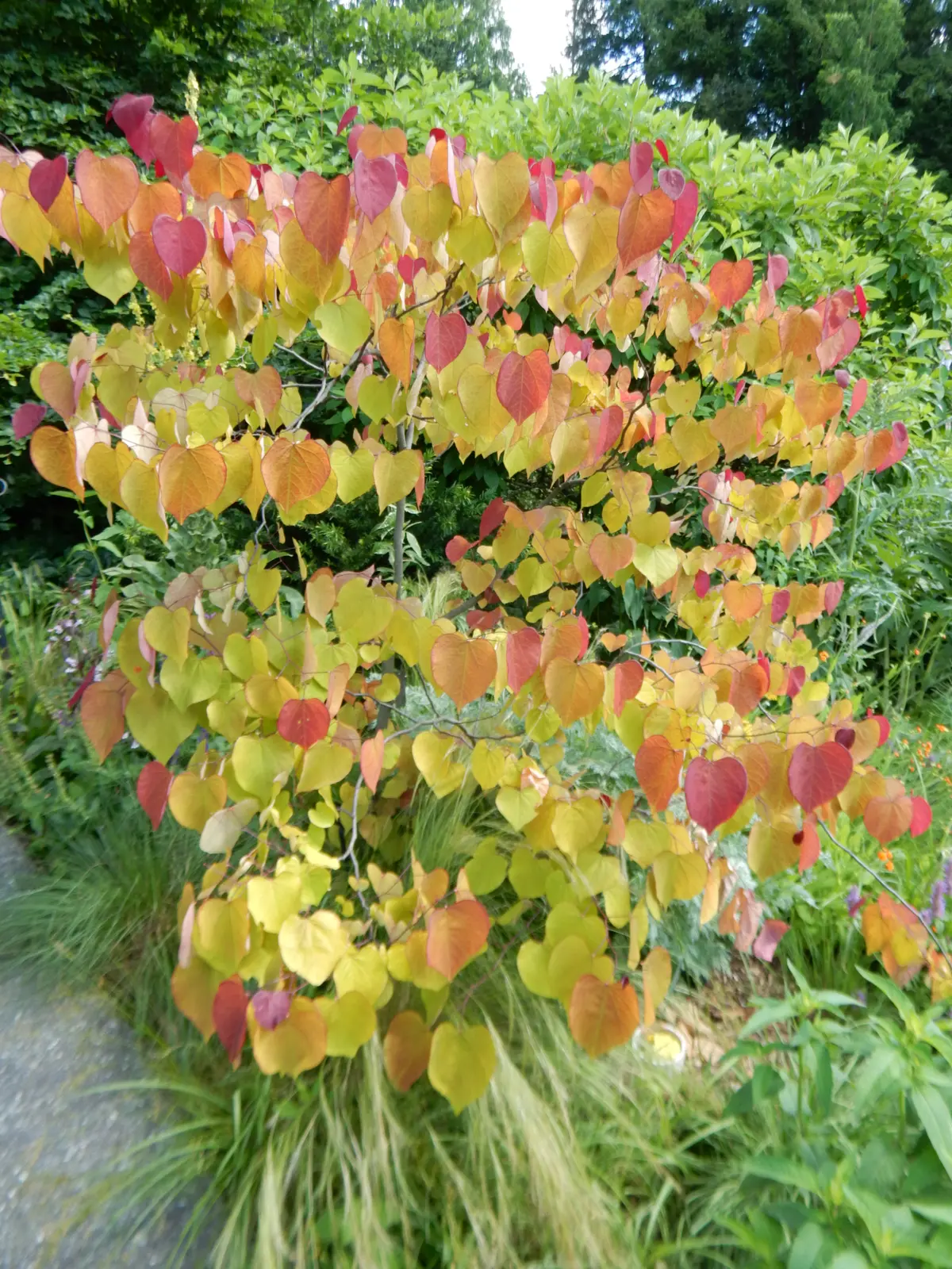 Redbud branches densely covered in heart-shaped leaves showing a dynamic mix of yellow-green, orange, and reddish-purple colors all at once.