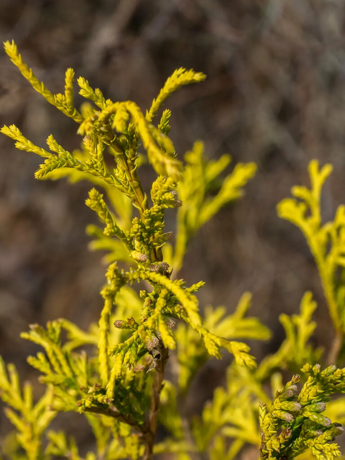 Close-up of bright golden, thread-like Golden Mop false cypress foliage.
