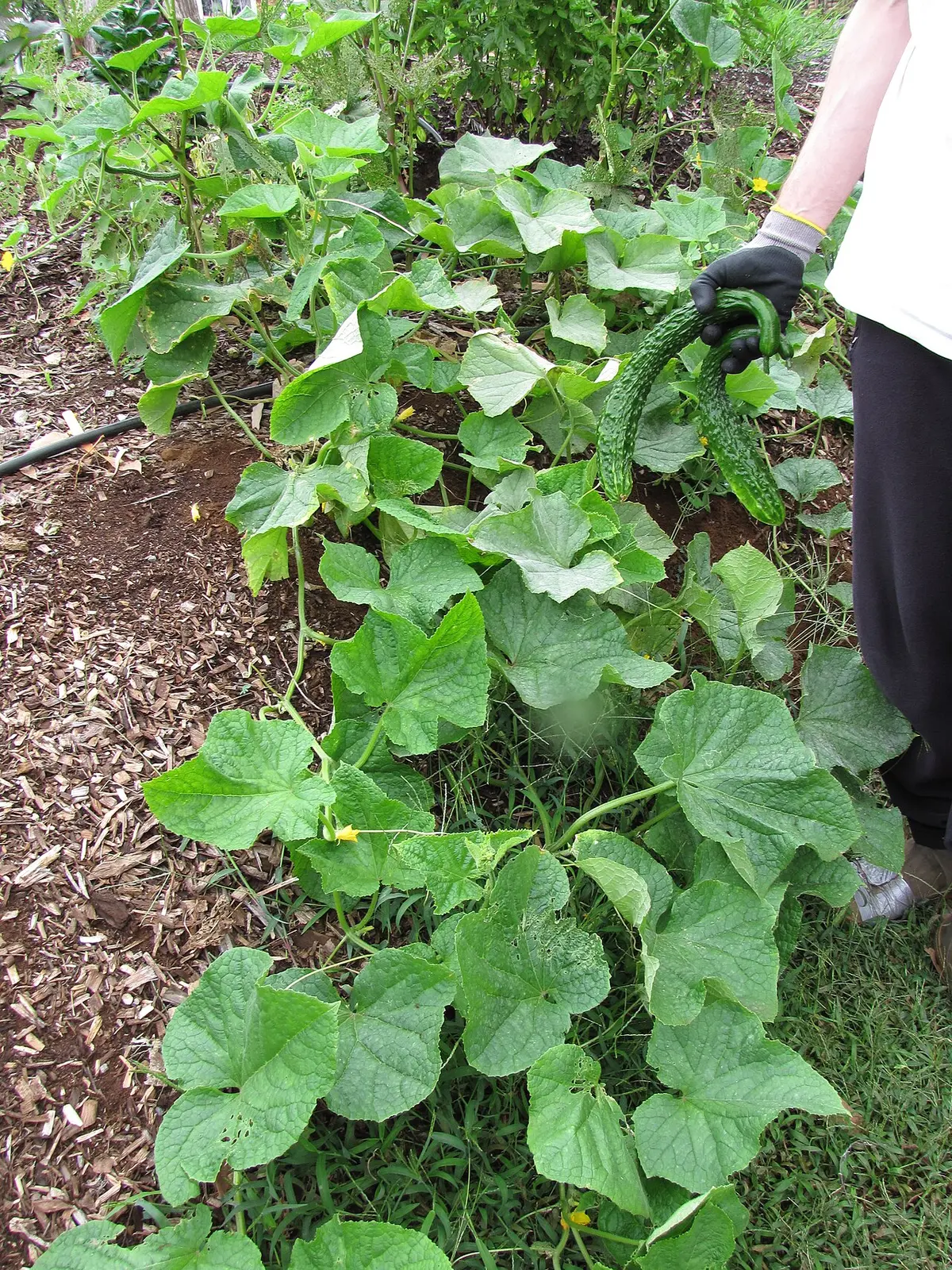 A sprawling cucumber plant in a garden bed with a long, slender green cucumber on the vine.