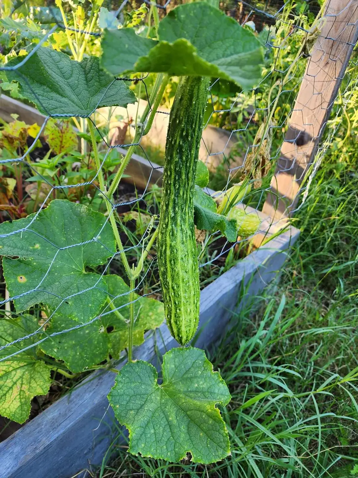 A long, slender, ribbed Suyo Long cucumber hanging on the vine among green leaves.