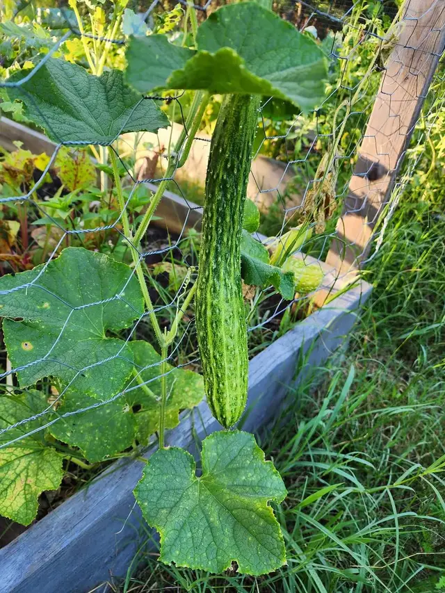 A long, slender, ribbed Suyo Long cucumber hanging on the vine among green leaves.