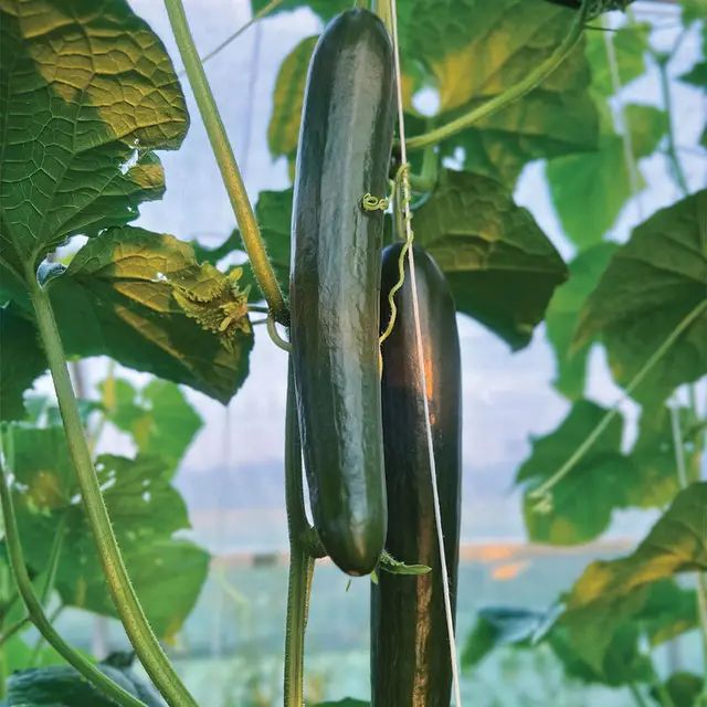 Two long, glossy, dark green Unagi cucumbers hanging from the vine in a greenhouse.