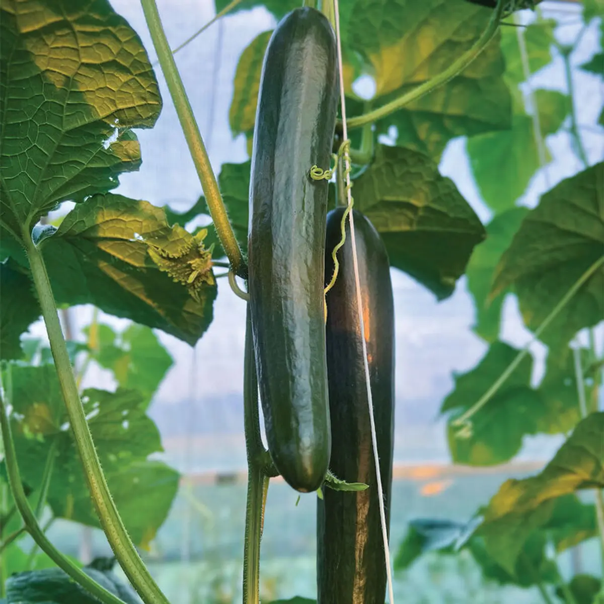 Two long, glossy, dark green Unagi cucumbers hanging from the vine in a greenhouse.