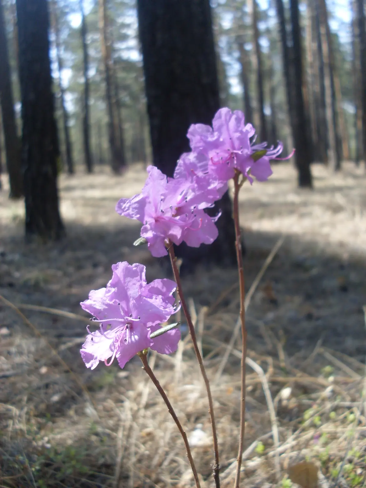 Bright pink-purple Rhododendron dauricum flowers blooming on bare stems in a sunlit pine forest.