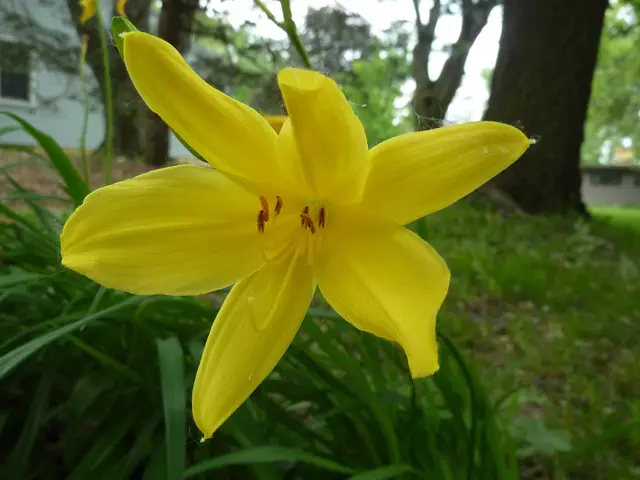 A pale lemon-yellow daylily flower with six recurved petals and yellow-tipped stamens, above arching strap-like green foliage.
