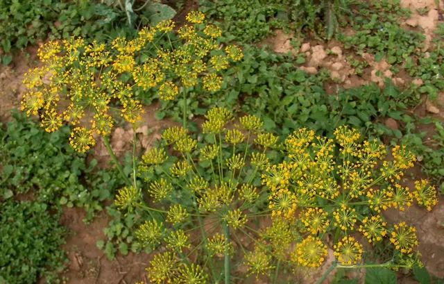 Dill (Anethum graveolens) plant with feathery blue-green foliage and flat golden-yellow umbel flowers
