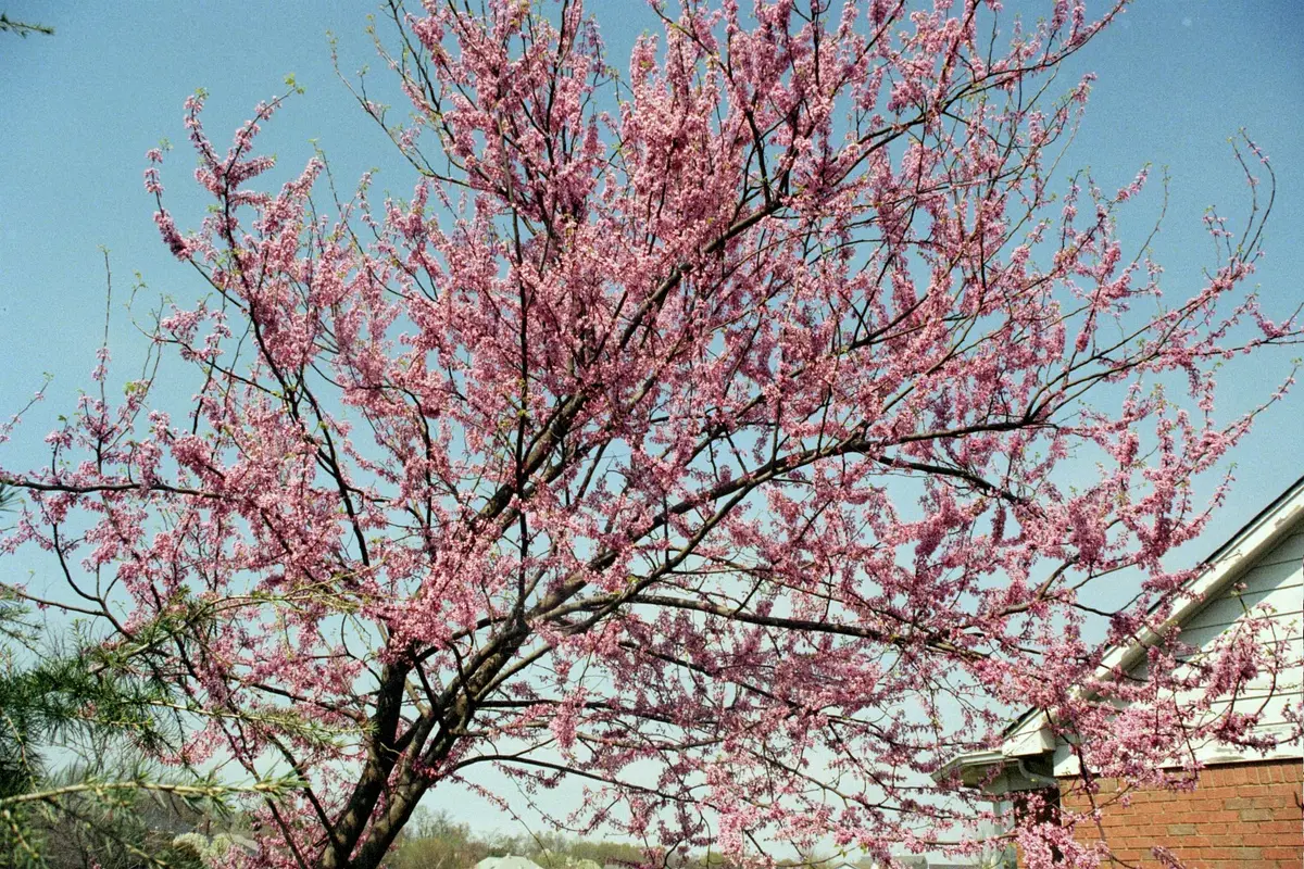 Eastern redbud tree covered in rosy pink-purple flowers against a clear blue sky in early spring.