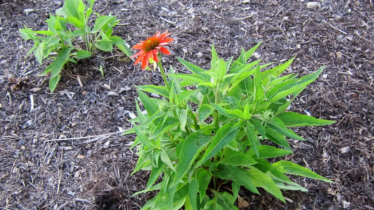 Vivid orange coneflowers with dark centers blooming on a compact, well-branched clump.