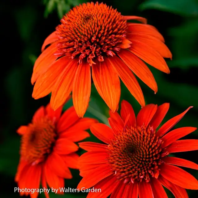 Vivid orange coneflowers with dark orange-brown centers on sturdy stems.