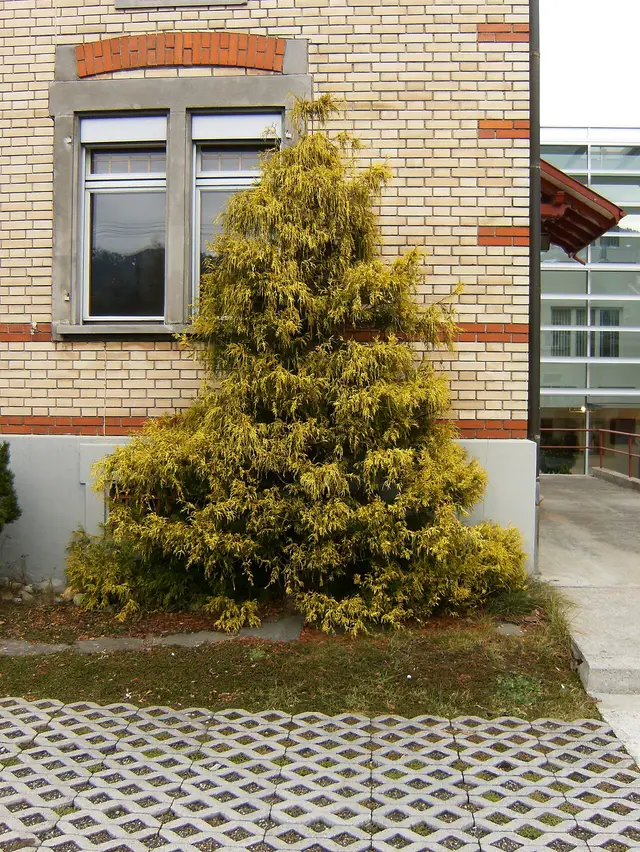 A whole mounded dwarf false cypress shrub with bright golden, thread-like weeping foliage.