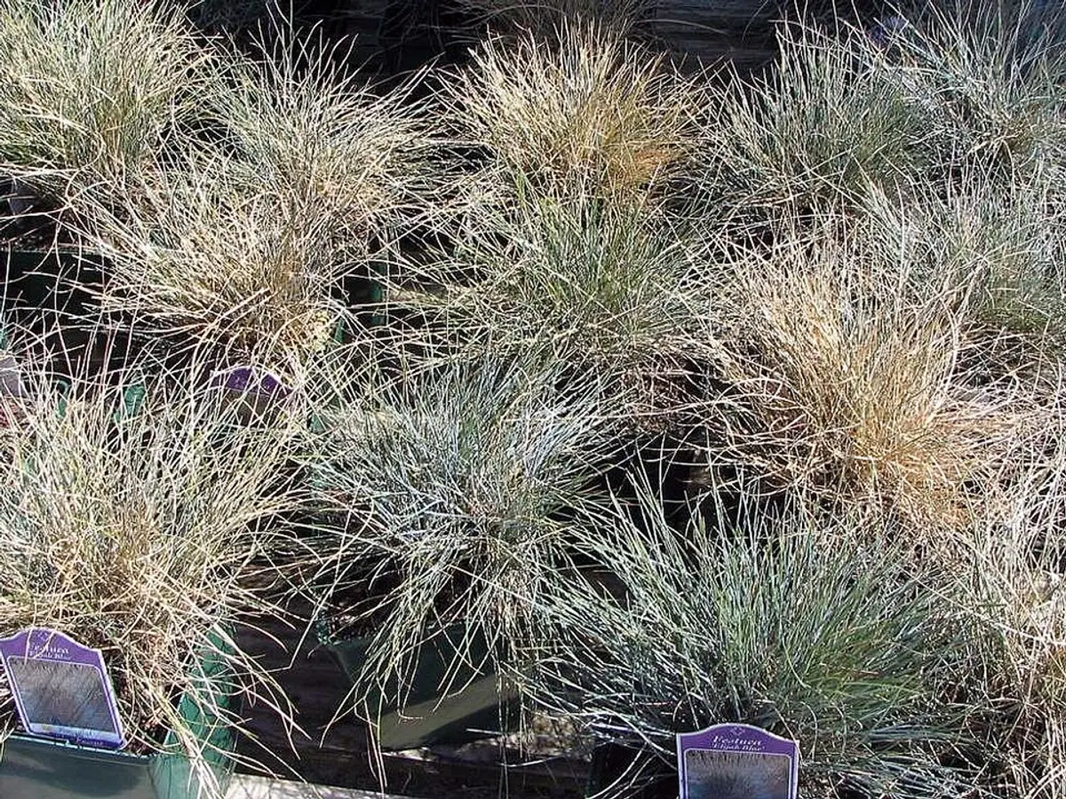 Compact mounds of fine, silvery-blue grass foliage.