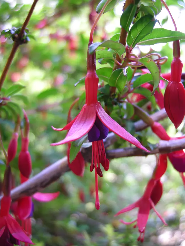 Close-up of pendulous Fuchsia magellanica flowers with scarlet red sepals and purple petals and long dangling stamens, hanging against lush foliage in Los Alerces National Park, Argentina.