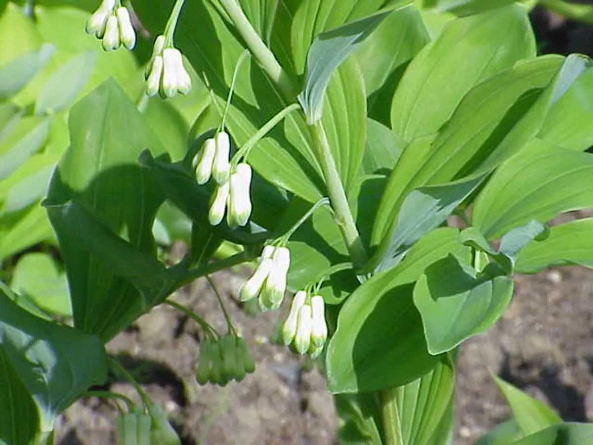 Arching green stems of giant Solomon's seal lined with broad leaves and dangling white bell-shaped flowers.