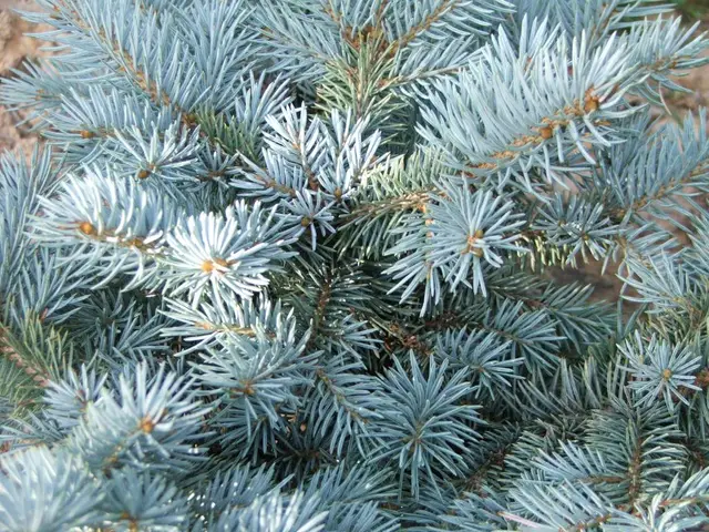 Close-up of dense silvery-blue needles of a dwarf globe blue spruce.
