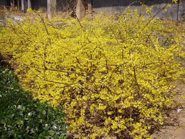 A dense arching Forsythia viridissima shrub in full bloom, smothered in bright yellow flowers on bare stems in early spring.