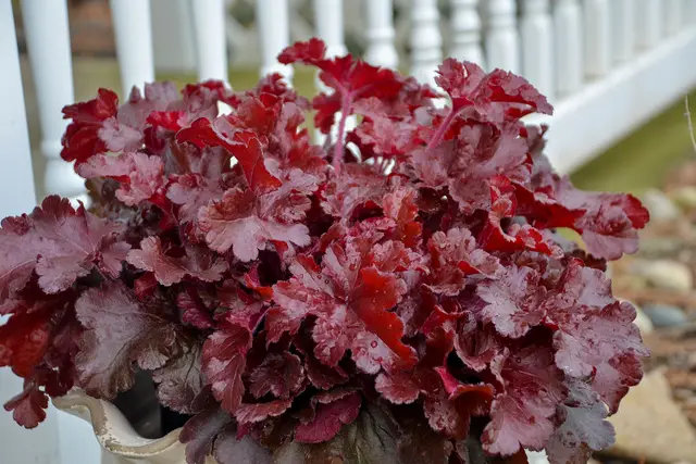 A mounded coral bells in a white container, its heavily ruffled leaves in shades of bright cherry red and deep mahogany, against a white porch railing.