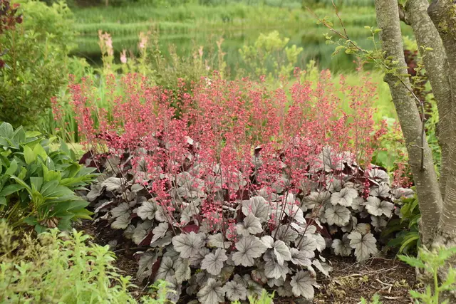 Compact mound of semi-glossy iridescent silver Heuchera leaves with a rosy blush, topped with vibrant pink flowers.