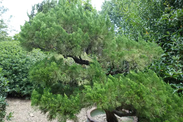 A mature Hollywood juniper with dark, twisted, exposed branches supporting dense, cloud-like puffs of bright green scale-like foliage.