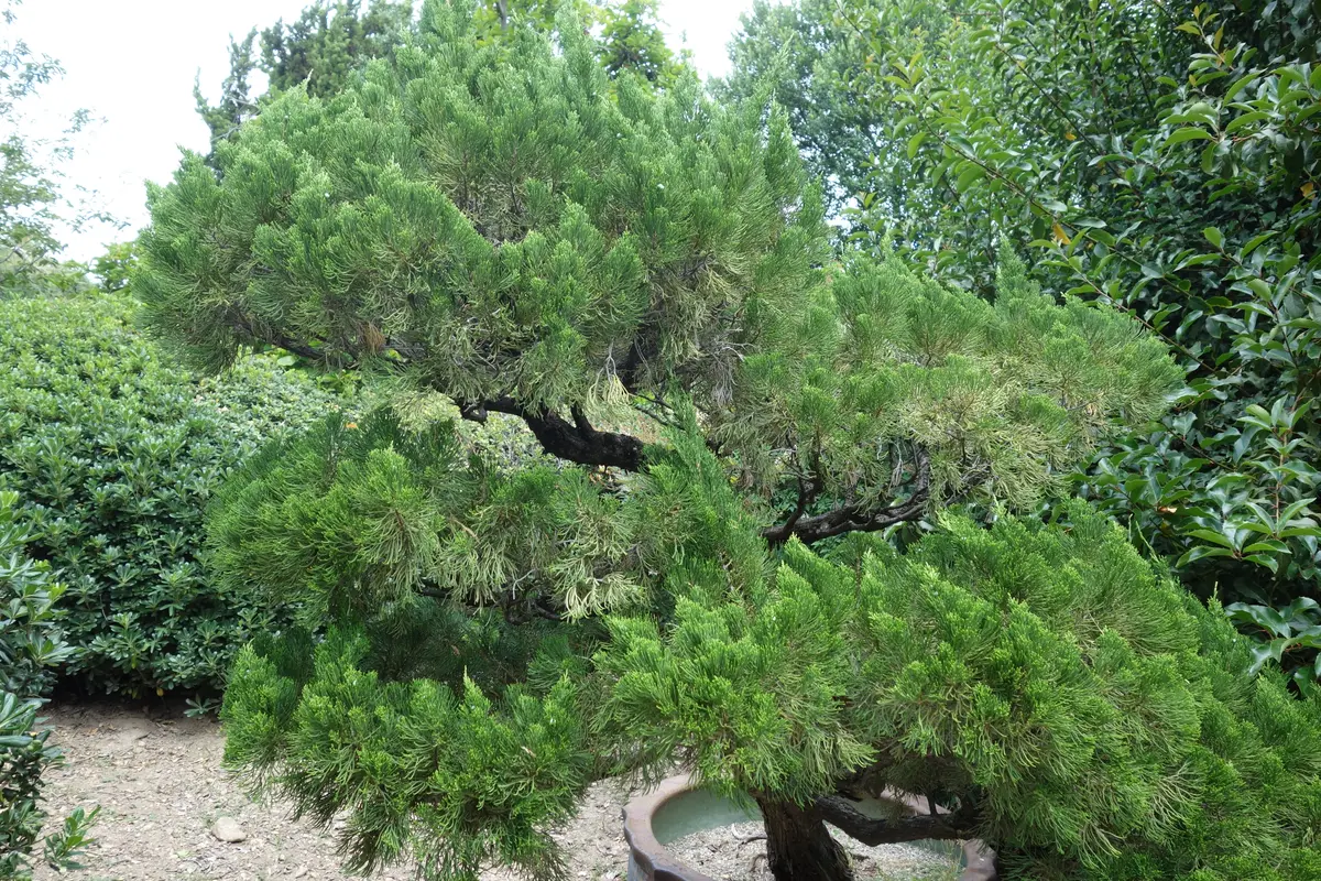 A mature Hollywood juniper with dark, twisted, exposed branches supporting dense, cloud-like puffs of bright green scale-like foliage.