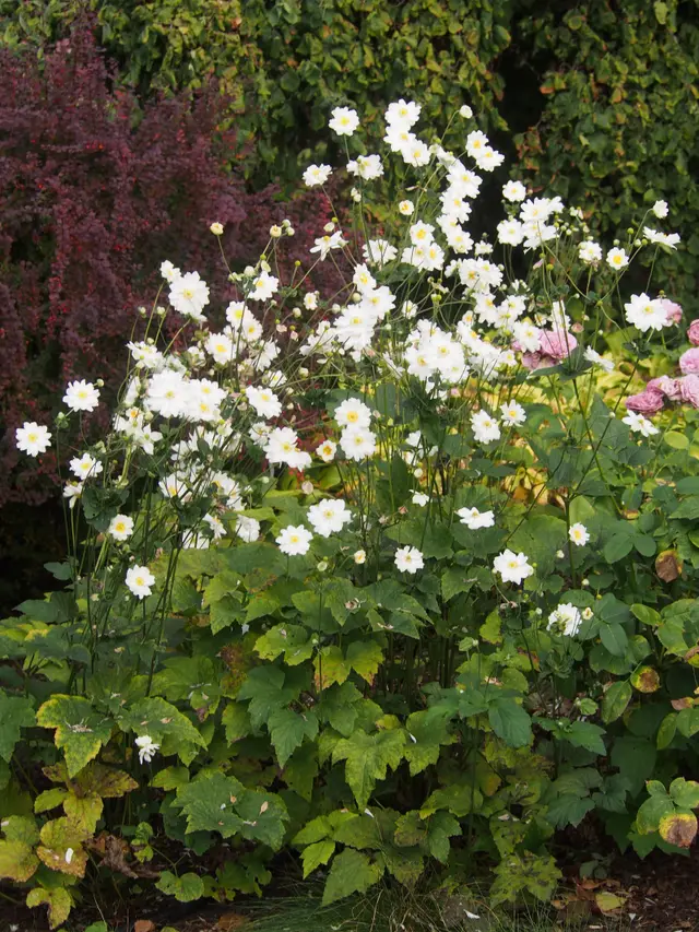 Semi-double white anemone flowers with yellow centers on tall wiry stems above dark green foliage.