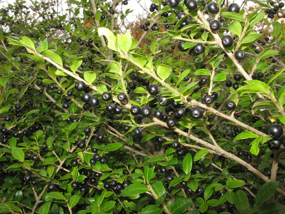 Glossy small-leaved Ilex crenata foliage studded with shiny black berries.