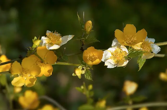 Bright golden-yellow Kerria japonica flowers with prominent yellow centers along a green arching stem.