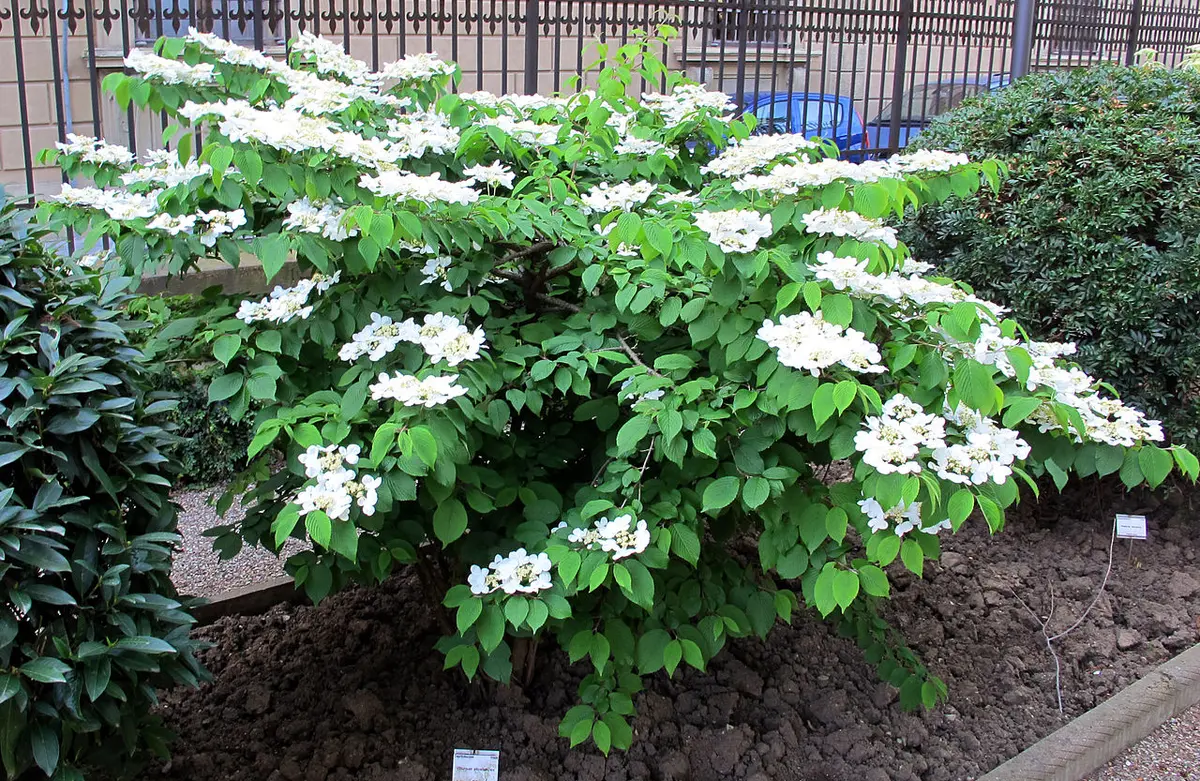 A whole Japanese Snowball shrub covered in round, white pom-pom flower clusters in spring.