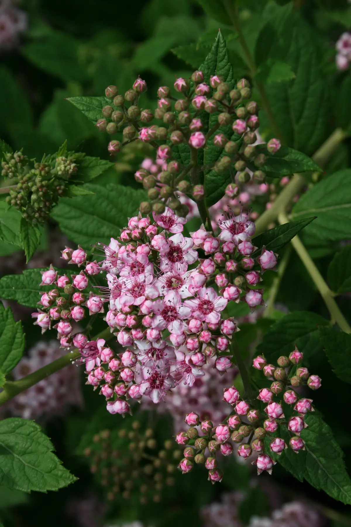 Flat-topped cluster of small rosy-pink Spiraea japonica flowers in summer.