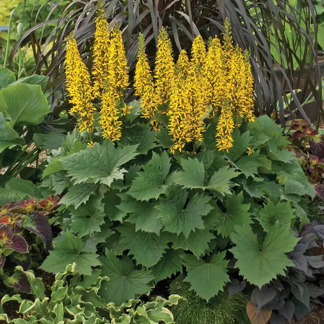 A dense clump of Ligularia 'Bottle Rocket' with large, bold, toothed green leaves and upright bottlebrush spikes of bright yellow flowers on dark stems, surrounded by hostas and ornamental grass.