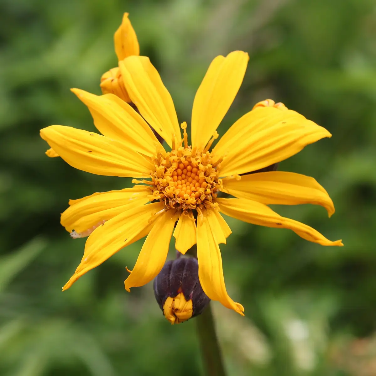 A single orange-yellow Ligularia dentata daisy flower with a dark purple bud below it.