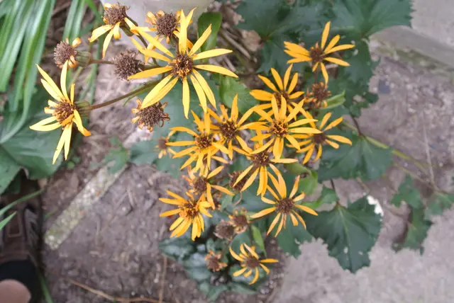 Clusters of bright orange-yellow daisy-like Ligularia flowers on reddish stems, with broad, dark green, toothed leaves below.