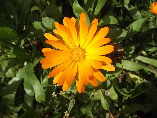 Bright orange double-flowered calendula bloom with densely packed petals.