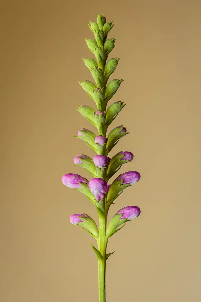 Upright spikes of tubular pink obedient plant flowers opening from the bottom up.