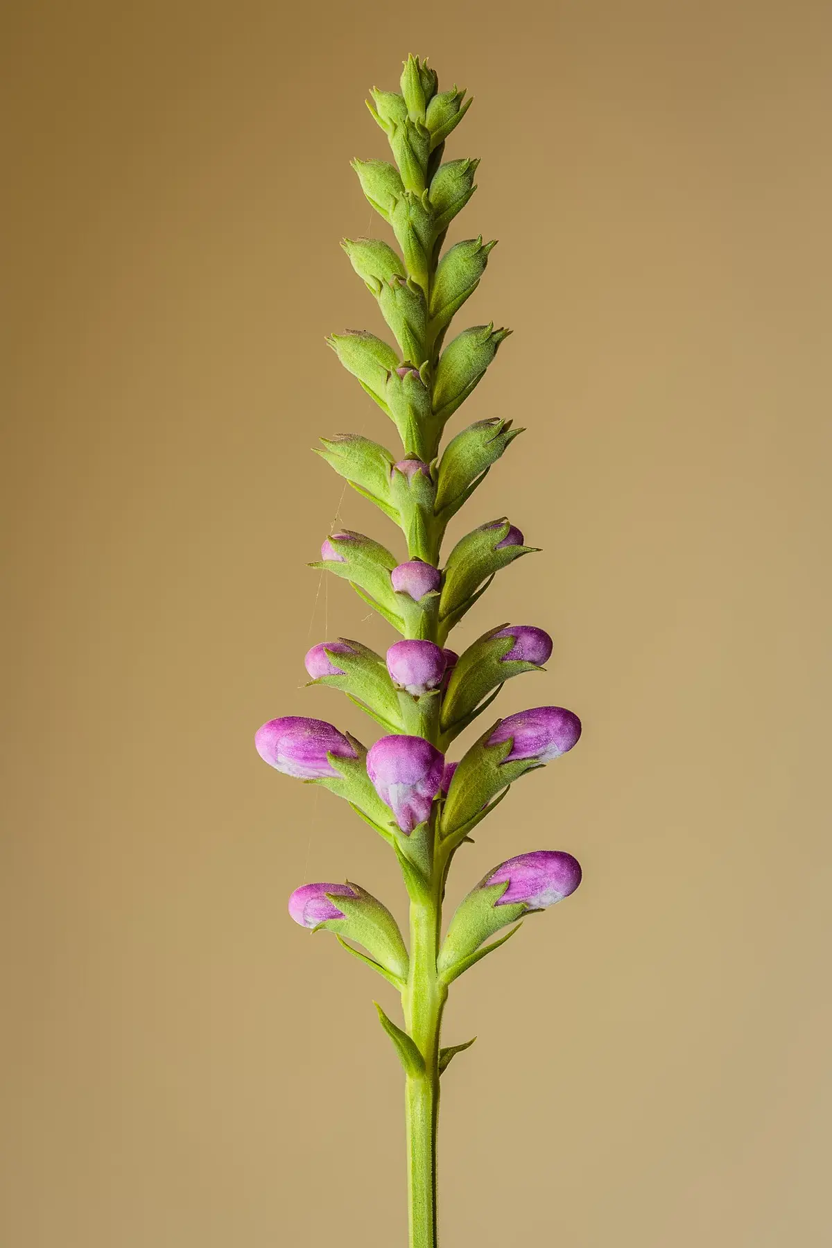 Upright spikes of tubular pink obedient plant flowers opening from the bottom up.