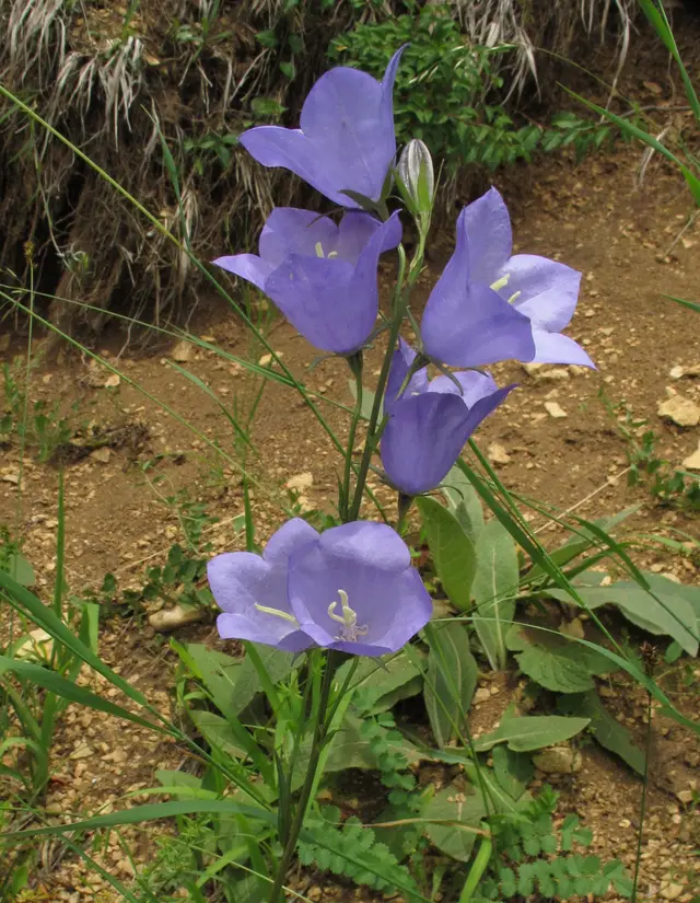 Several large, lavender-blue, bell-shaped Campanula persicifolia flowers on slender stems growing from a rosette of narrow bright-green leaves.