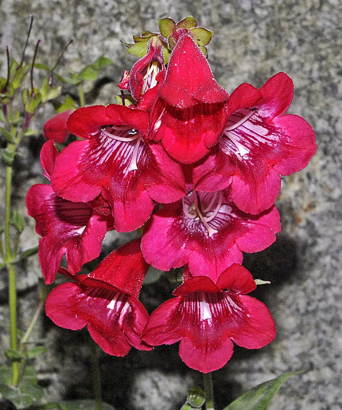 Tall spike of large red and white bicolor bell-shaped penstemon flowers.