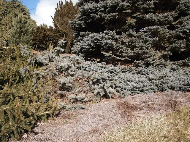 A low, ground-hugging weeping blue spruce sprawling across a garden bed with silvery-blue foliage.