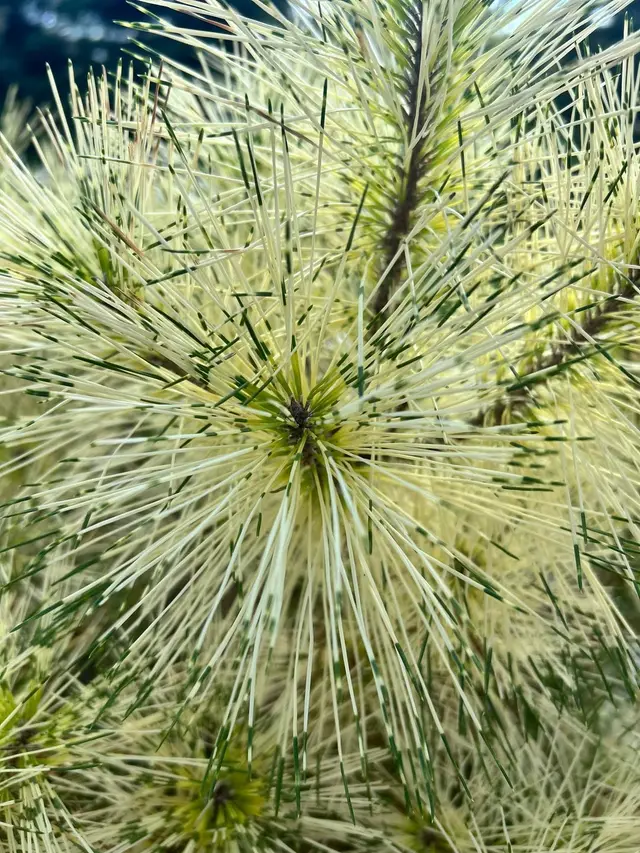 A close-up of fresh new-growth needles on a Japanese red pine 'Golden Ghost', radiating outward in a starburst pattern with creamy-yellow variegation streaked through green.