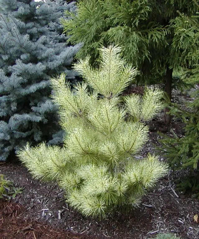 A young, upright Japanese red pine with soft needles brightly variegated in yellow and creamy white, set among blue spruce and other conifers.