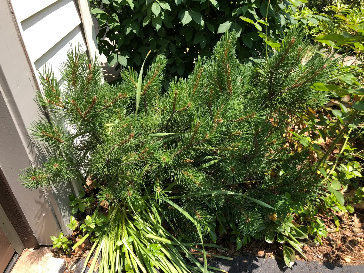 A low, dense mound of dark green two-needle pine foliage planted along a house foundation.