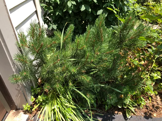 A low, dense mound of dark green two-needle pine foliage planted along a house foundation.