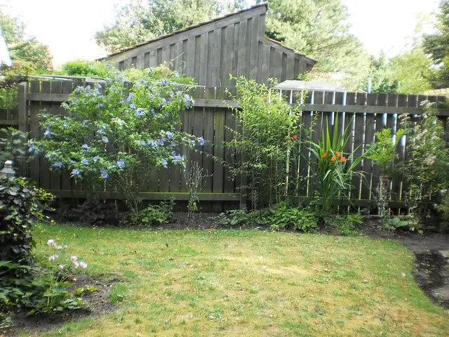 A leafy rose of Sharon shrub in a garden covered with blue-lavender flowers.